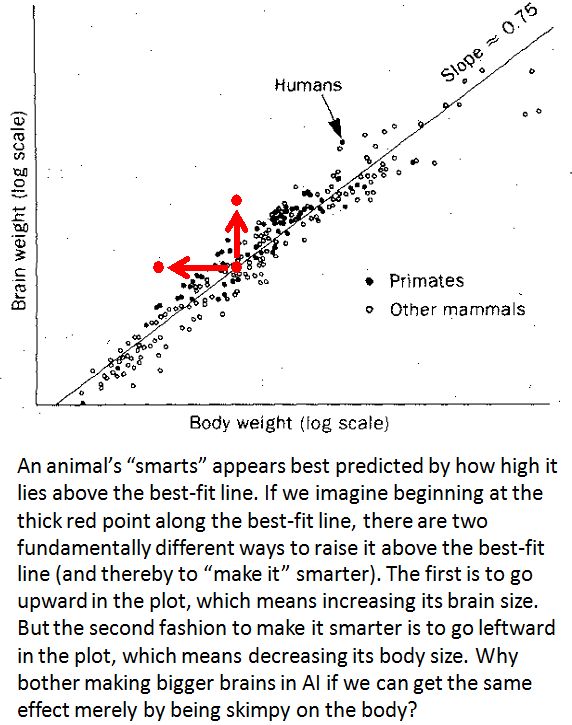 brain weight best fit line primates